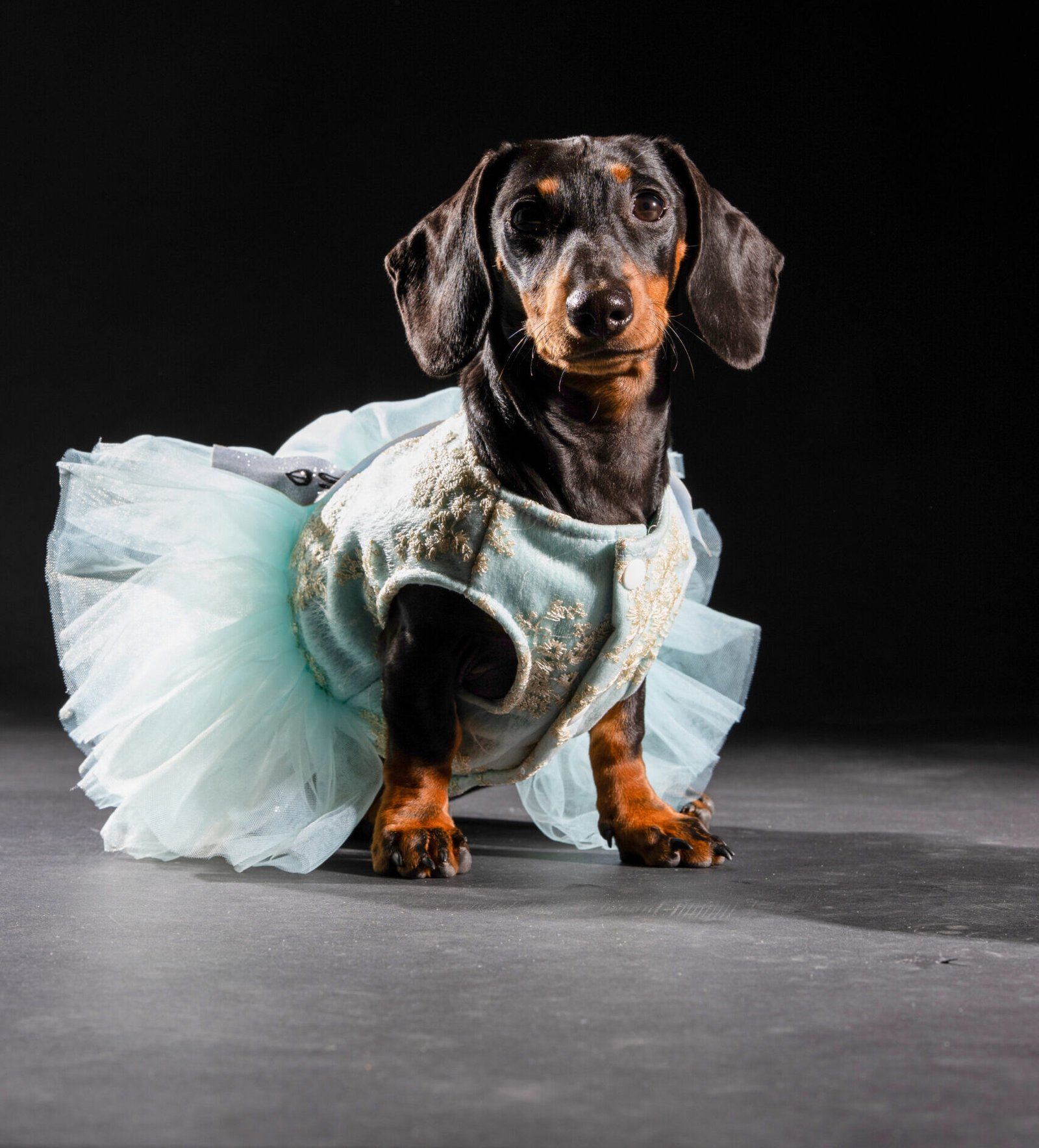 Mini Dackel Luna, Marketing Experte, Website, schweiz, zug, mallorca