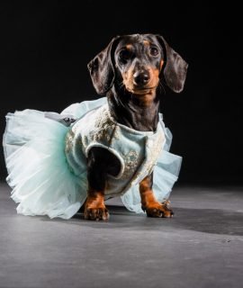 Mini Dackel Luna, Marketing Experte, Website, schweiz, zug, mallorca