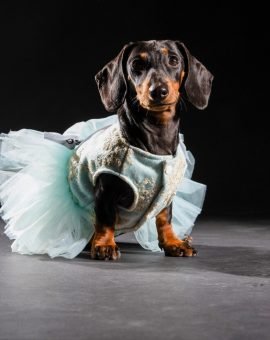 Mini Dackel Luna, Marketing Experte, Website, schweiz, zug, mallorca