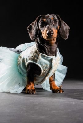 Mini Dackel Luna, Marketing Experte, Website, schweiz, zug, mallorca